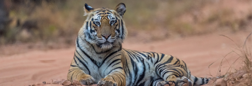 Bandhavgarh Fort